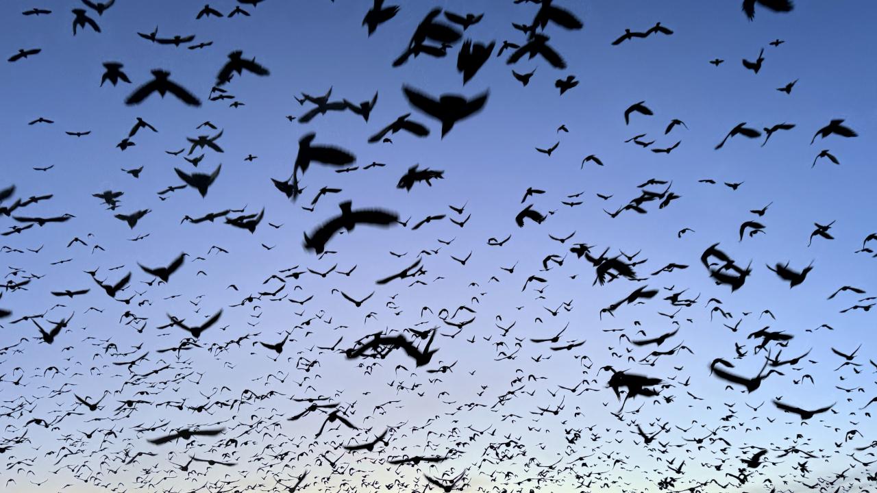 Kuşların toplu hareketleri güzel görüntüler oluşturdu