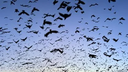 Kuşların toplu hareketleri güzel görüntüler oluşturdu