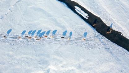 Menderesler bölgede hayvancılığa katkı sunuyor