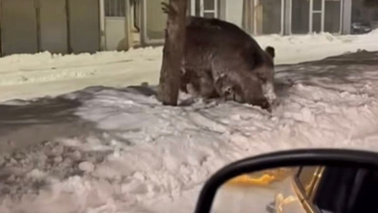 Patnos ilçe merkezinde yaban domuzu görüldü