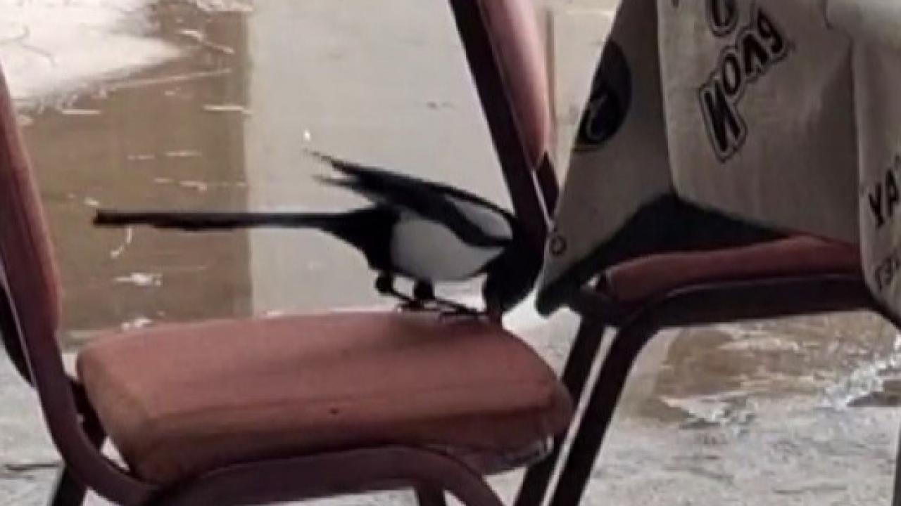 Saksağanın zekası kahvede ilgi odağı oldu