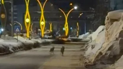 Şehir merkezine inen kurtlar kamerada