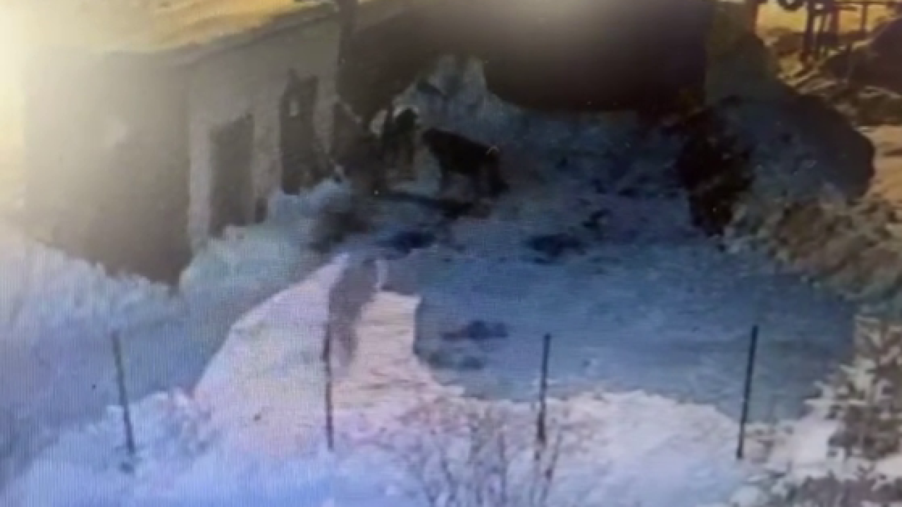 Selim'de 2 kurdun, köpeğe saldırması kameraya yansıdı