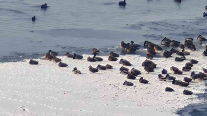Sibirya soğukları yaban hayatını vurdu