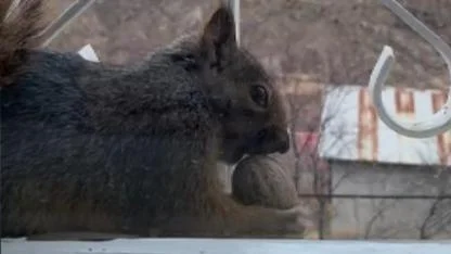 Sincaplar, mahalle sakinlerinin pencerelerine misafir oluyor