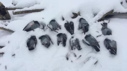 Soğuk havada donan güvercinler telef oldu