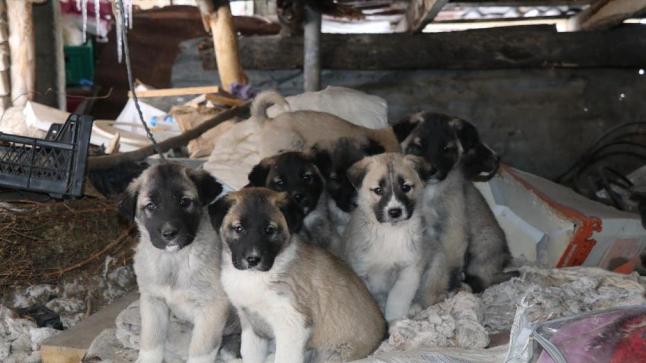 Sokak köpeği 10 yavru doğurdu, sahip çıkan kadın çaresiz kaldı