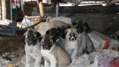 Çatıdaki 10 yavru köpek için yardım çağrısı