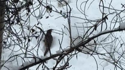 Su samuru karlar arasında görüntülendi