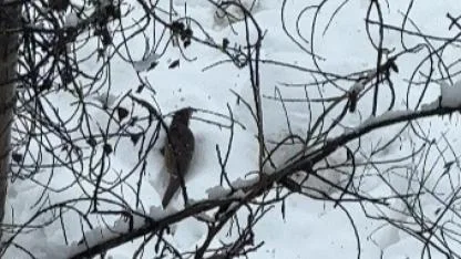 Su samuru karlar arasında görüntülendi