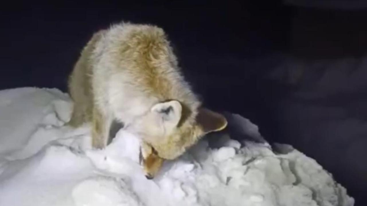 Tilki donarak telef oldu