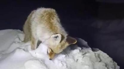 Tilki donarak telef oldu