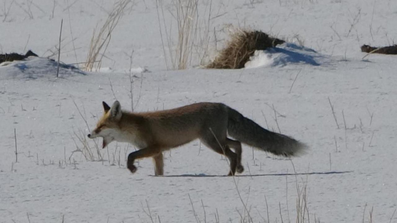 Tilkilerin fare avı kameraya yansıdı