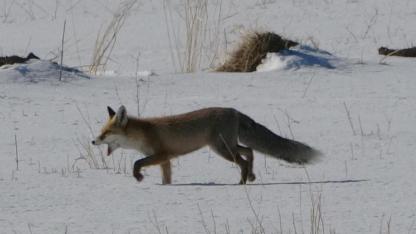 Tilkilerin fare avı kameraya yansıdı