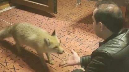 Tilkiyi evinde eliyle besliyor