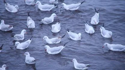 Van Gölü sahili kuşların akınına uğradı