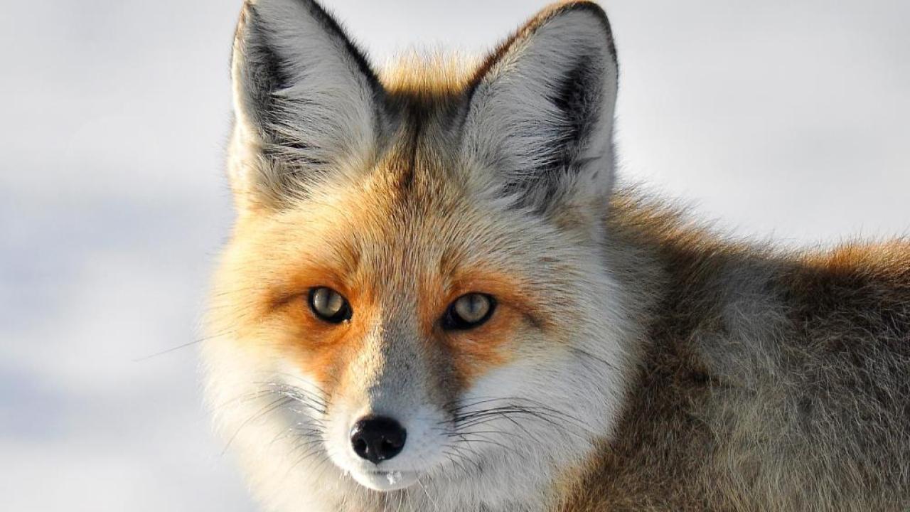 Yaban hayatında bariyerler ortadan kalktı