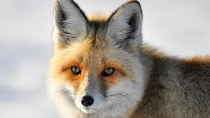 Yaban hayatında bariyerler ortadan kalktı