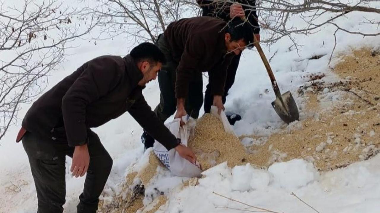 Yaban hayvanları için doğaya yem bırakıldı