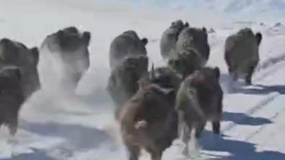 Yerleşim yerlerine inen yaban domuzu sürüsü kameraya takıldı