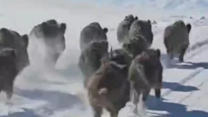 Yerleşim yerlerine inen yaban domuzu sürüsü kameraya takıldı