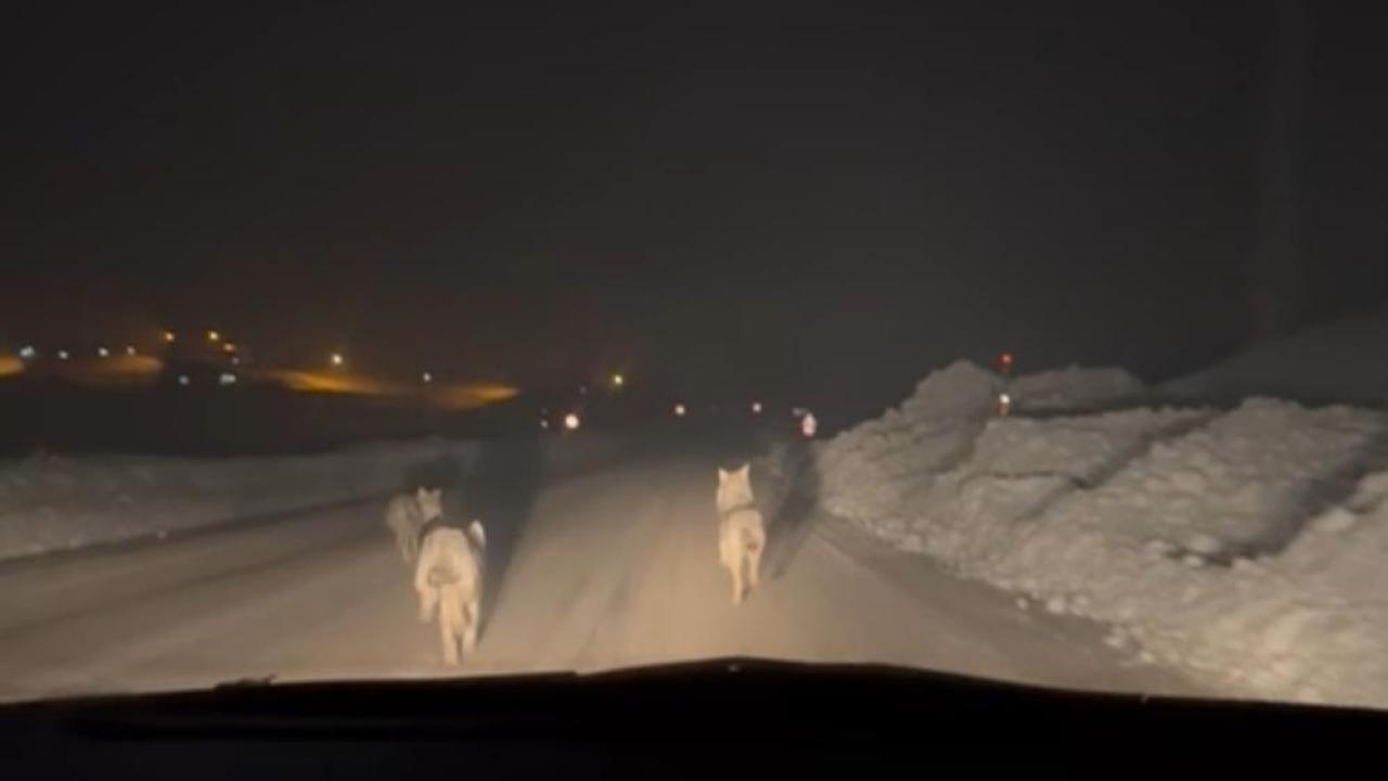 Yiyecek arayan kurt sürüsü köy yoluna indi