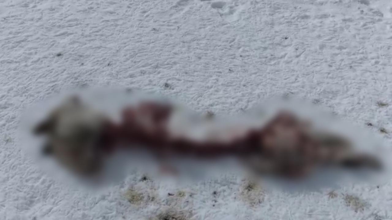 Aç kalan kurtlar köpeği parçaladı