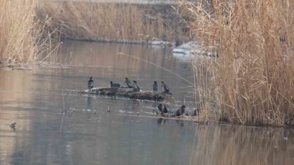 Göçmen kuşların uğrak noktası Karasu Sulak Alanı