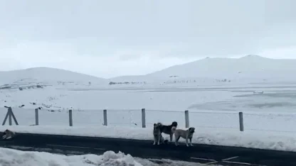 Patnos’ta sokak köpekleri tedirginliği
