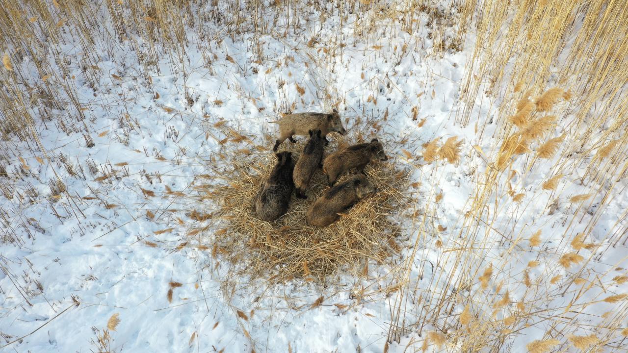 Anne domuz ve yavruları havadan görüntülendi