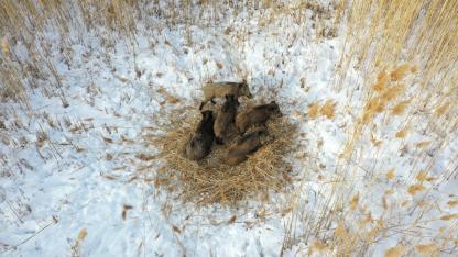 Anne domuz ve yavruları havadan görüntülendi