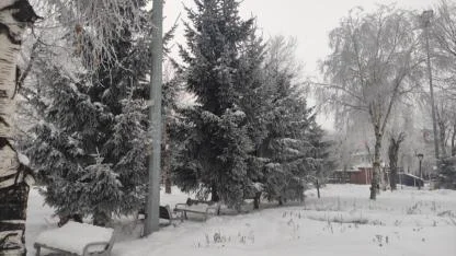 Ardahan’da dondurucu soğuk ağaçları kırağıyla kapladı