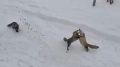 Tilkilerin ekmek kapma mücadelesi