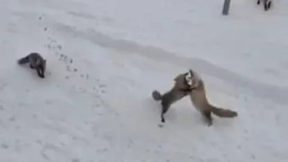 Tilkilerin ekmek kapma mücadelesi