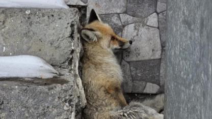 Başkan Faruk Demir yaralı tilkiye sahip çıktı