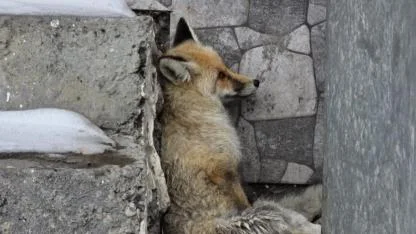Ardahan’ın Damal ilçesinde yaralanan tilkiye belediye başkanı sahip çıktı