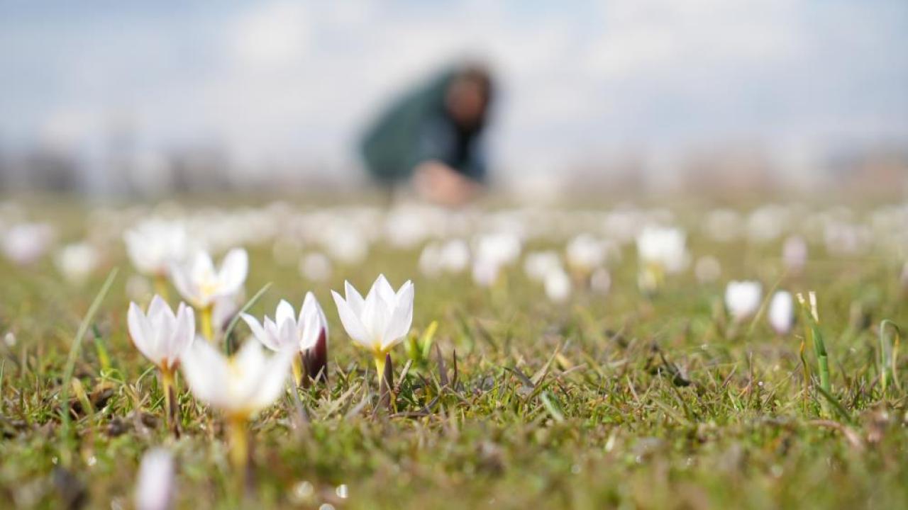 Baharın müjdecisi çiğdemler açtı