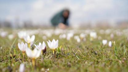 Baharın müjdecisi çiğdemler açtı