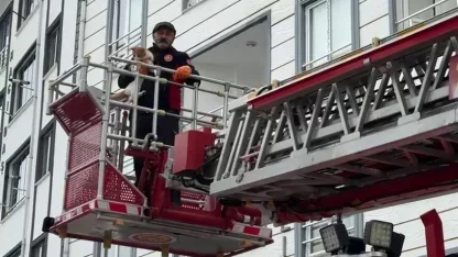 Çatıda mahsur kalan kedi kurtarıldı