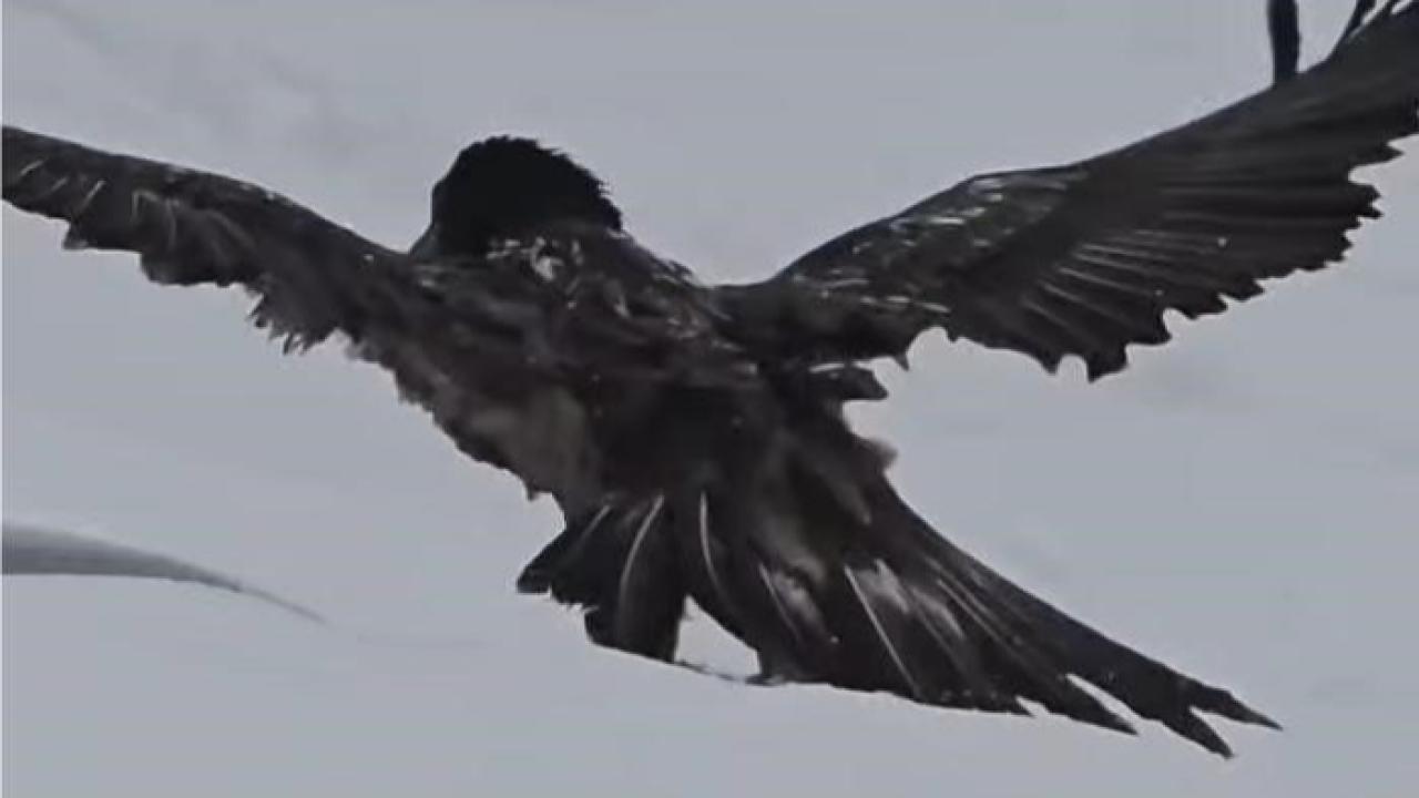 Dev Kanatlar Karlı Vadide Açıldı