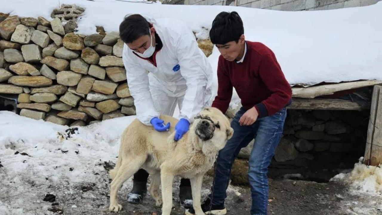 Diyadin’de köpeklere kuduz aşısı uygulaması başladı
