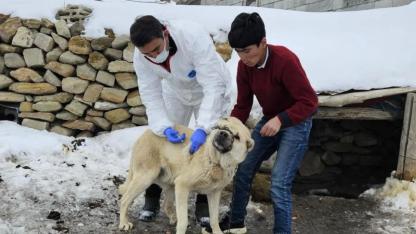 İlçe kuduz aşısı seferberliği
