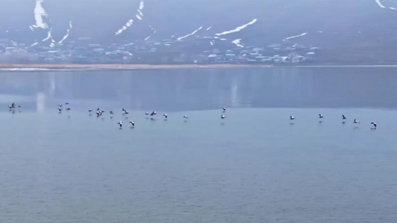 Donan sazlıklar kuşların rotasını değiştirdi