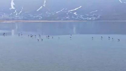 Donan sazlıklar kuşların rotasını değiştirdi