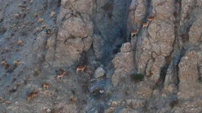 Yaban keçilerinden sarp kayalıklarda görsel şölen