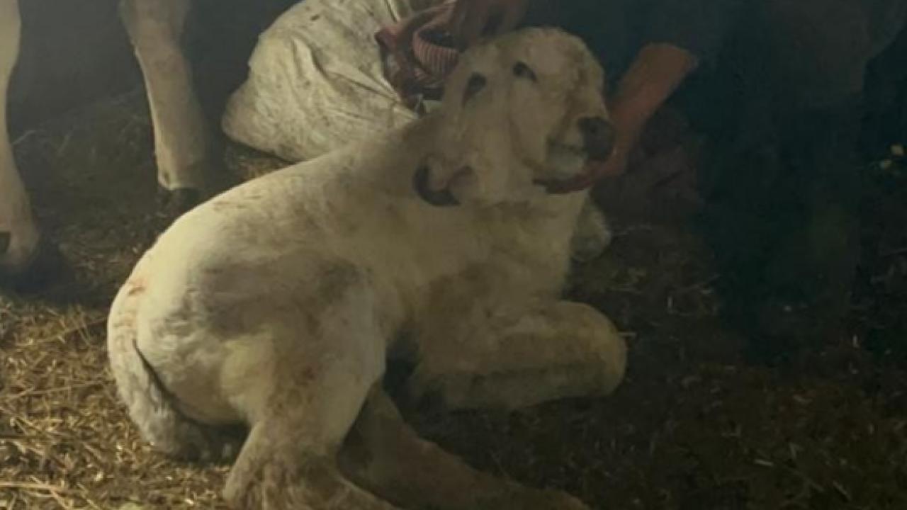 Erzurum’da çift başlı buzağı dünyaya geldi