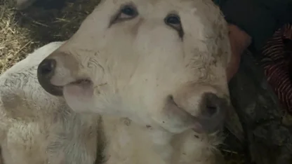 Erzurum’da çift başlı buzağı dünyaya geldi