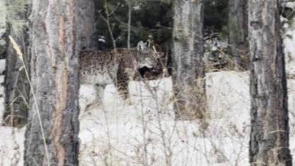 Karslı arazide dolaşan vaşak kameraya yansıdı