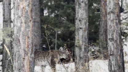 Erzurum’da nesli tehdit altındaki vaşak görüntülendi
