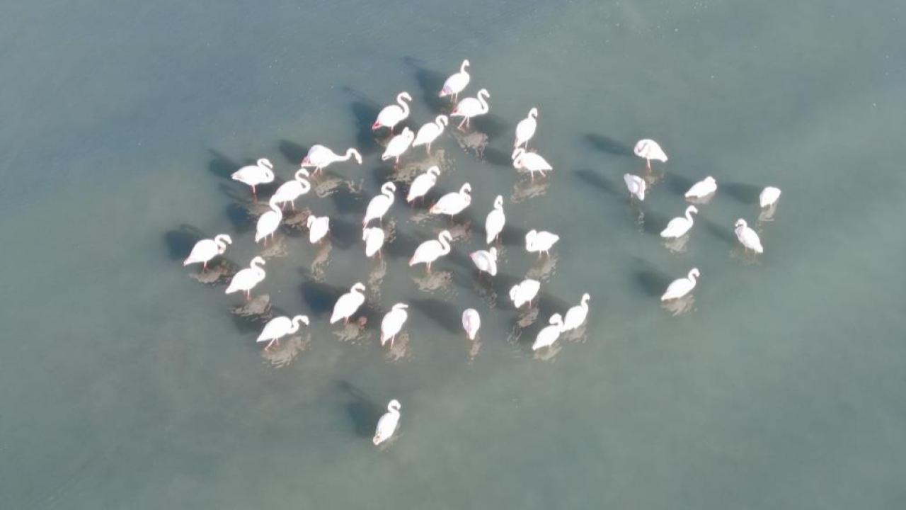 Flamingolar kışı Van'da geçiriyor